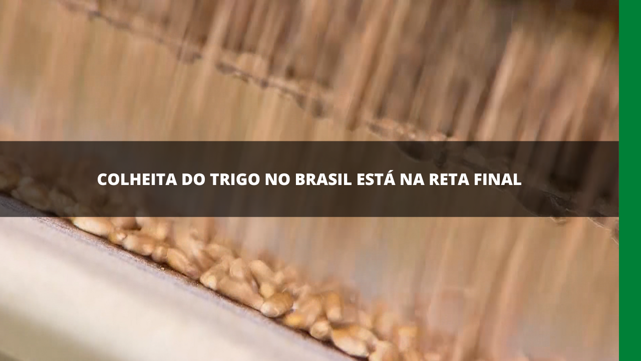 Colheita De Trigo Rede Mais