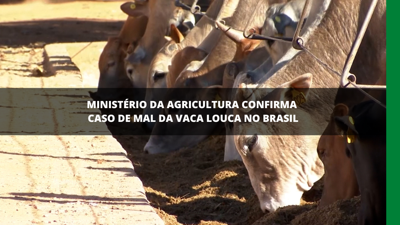 CASO CONFIRMADO DE VACA LOUCA NO BRASIL Rede Mais