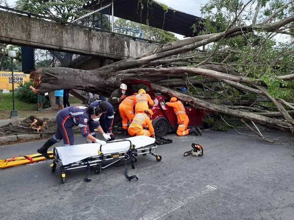 Susto: árvore cai sobre carro e casal tem que sair pelo porta-malas em avenida de Poços de Caldas