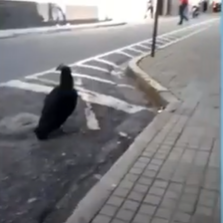 Tranquilão: urubu passeia pelo centro de Varginha