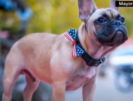 Cachorro é eleito prefeito nos Estados Unidos