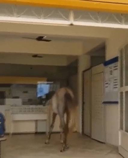 Cavalo invade agência dos Correios em São Tomé das Letras