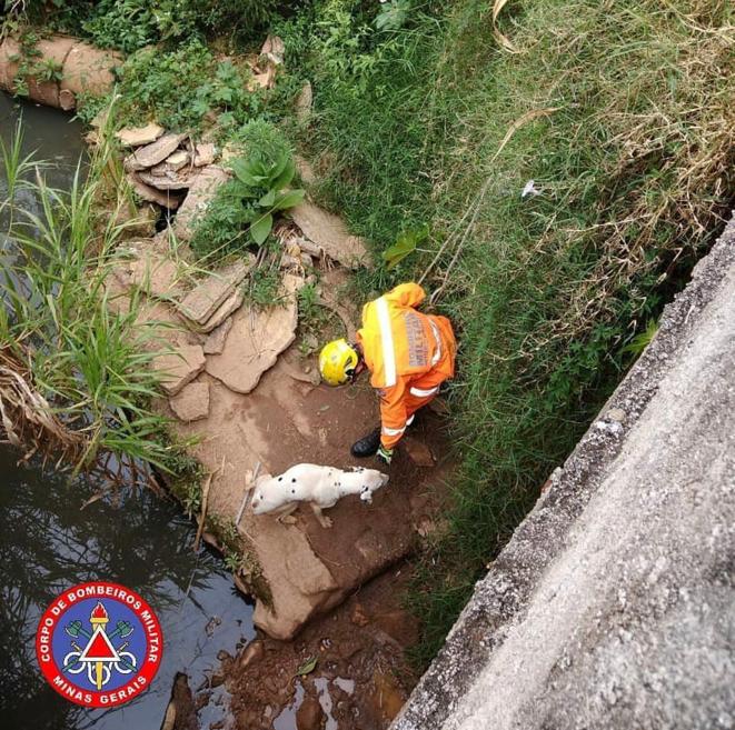 Cão cai às margens de córrego e é resgatado por bombeiros de Três Corações