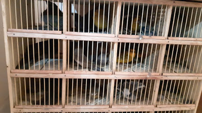 Quase 200 pássaros são apreendidos pela Polícia do Meio Ambiente em Pouso Alto no Sul de Minas