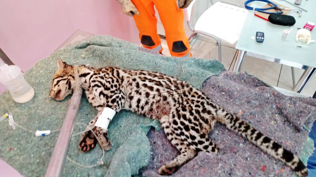 Sul de Minas: cães atacam jaguatirica na zona rural de Pedralva