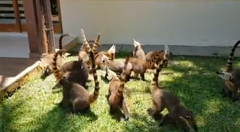 Invasão de quatis: animais surgem em busca de comida