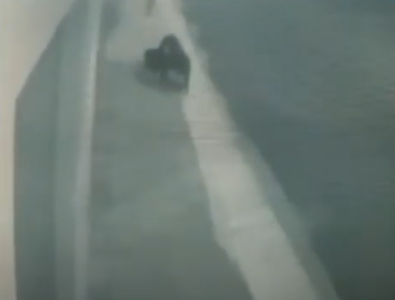 Tamanduá Bandeira caminha tranquilo pelas ruas de Elói Mendes