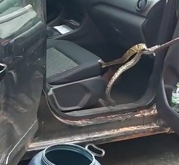 Susto no carro: cobra se escondeu na cadeirinha