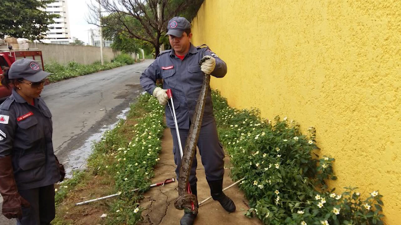 Mais uma: jiboia é capturada em avenida