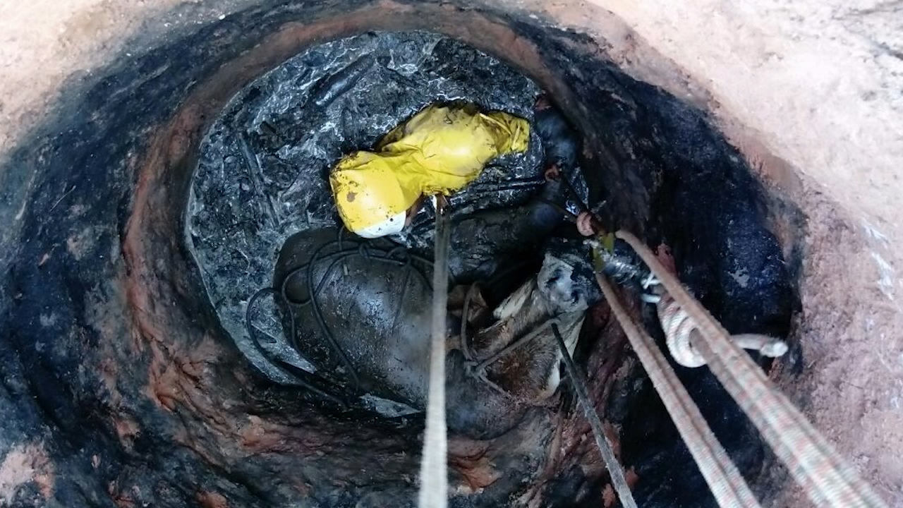 Deu trabalho: boi cai em fossa