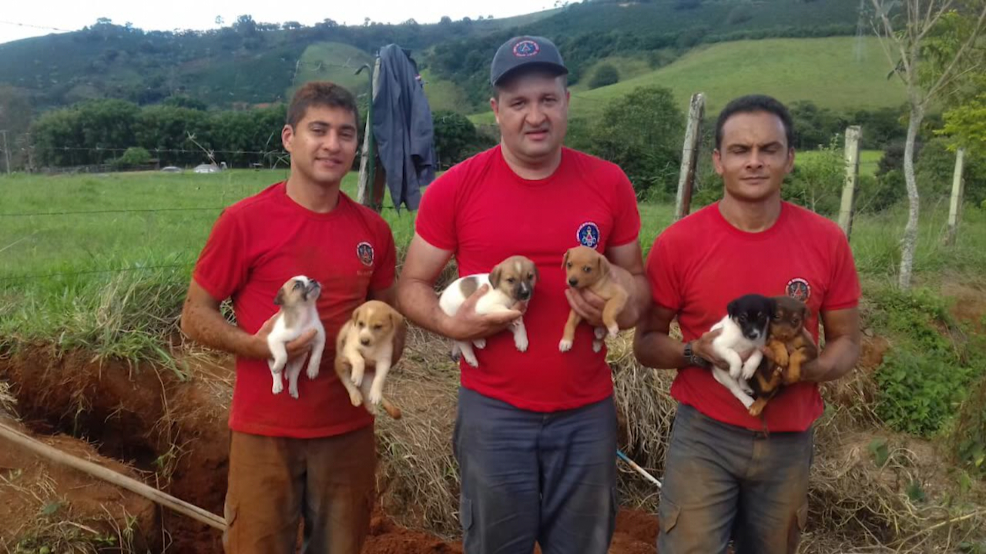 Poços de Caldas: cães são resgatados de buraco