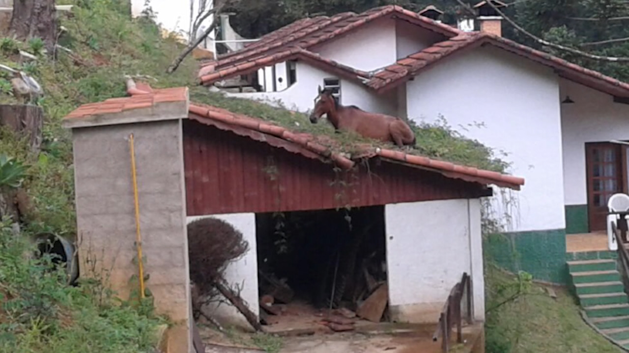 Inusitado: cavalo vai parar em cima de telhado