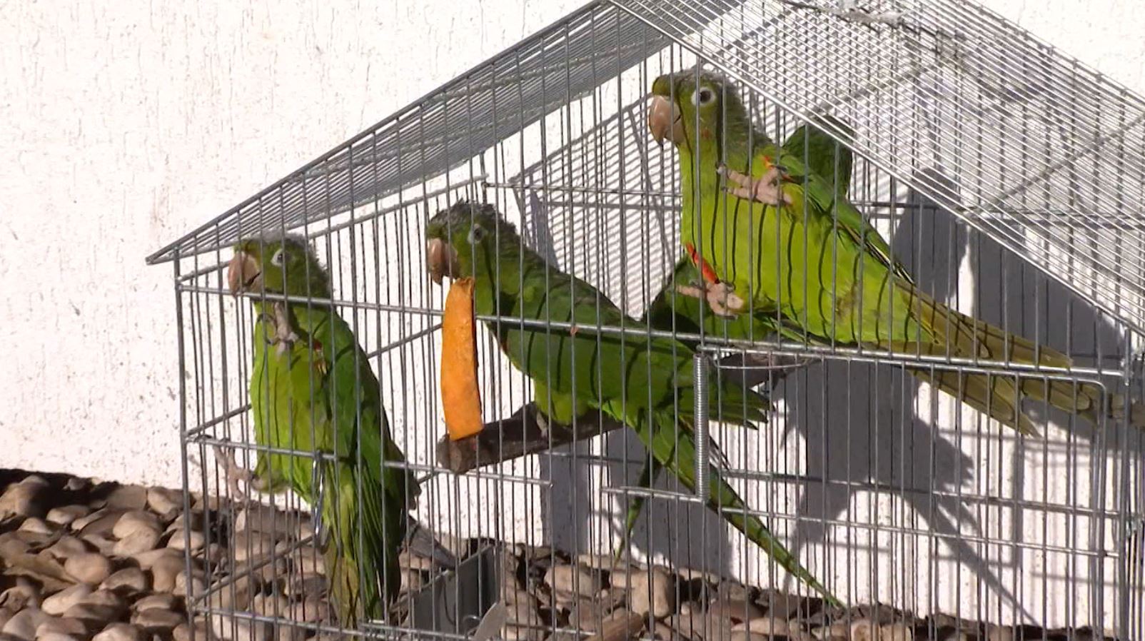 Entrega voluntária: 51 animais silvestres serão devolvidos à natureza