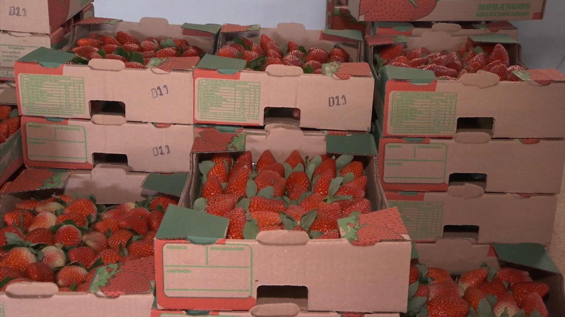 Morango: pavimentação vai facilitar escoamento da produção