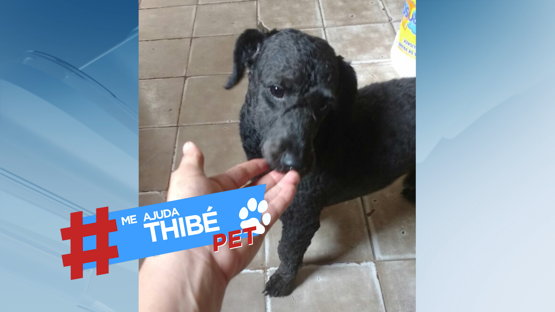 Meajudathibépet: cachorrinho perdido em Montes Claros