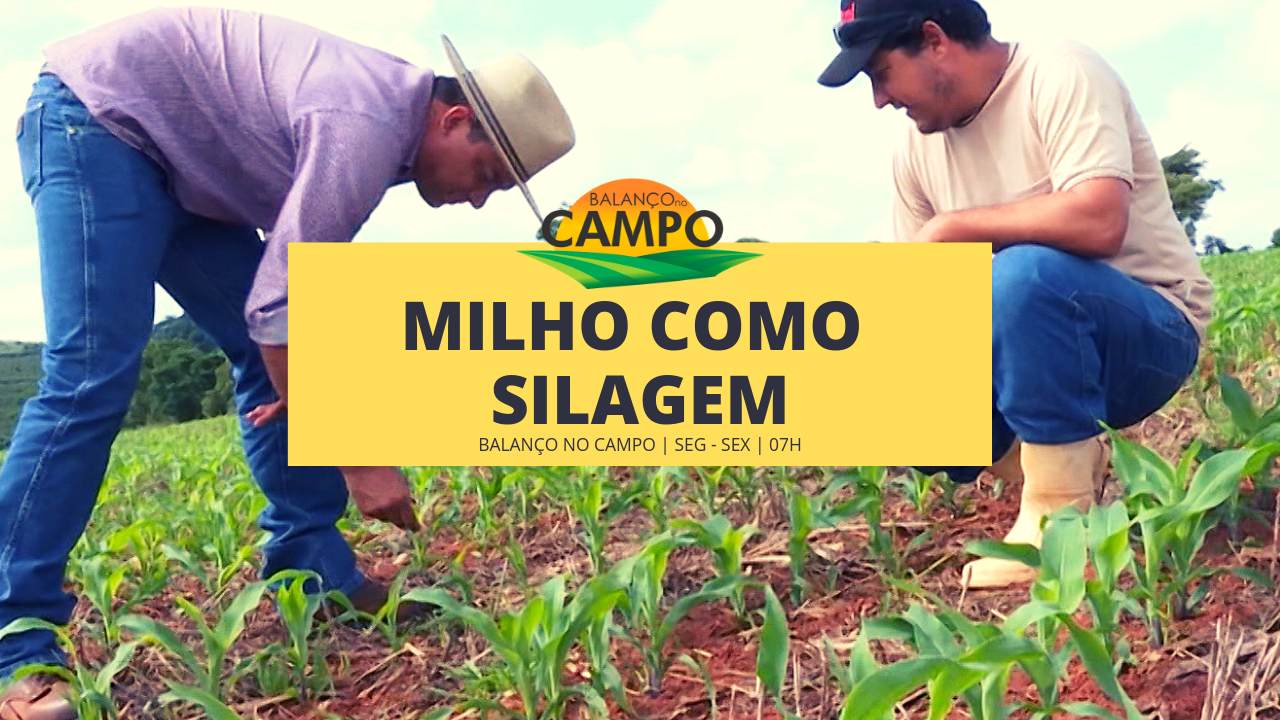 Plantio de milho no Sul de Minas