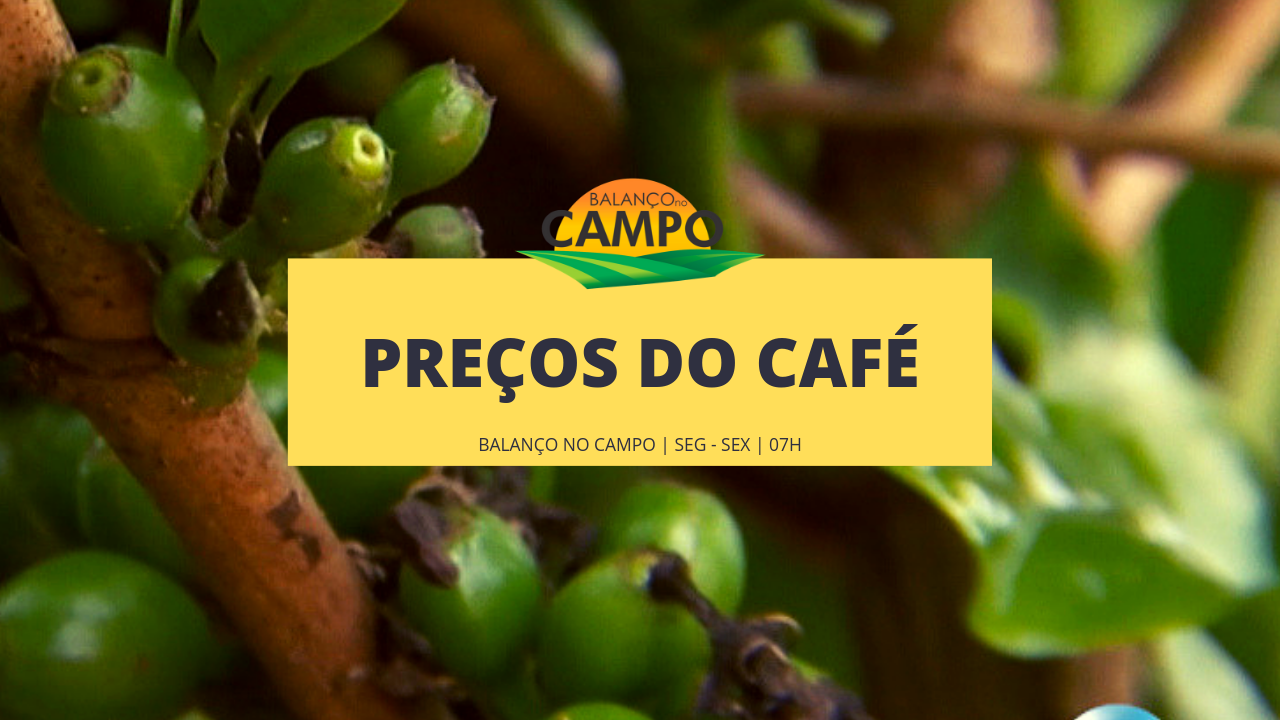 Cafeicultores da região esperam fechar o ano com saldo positivo