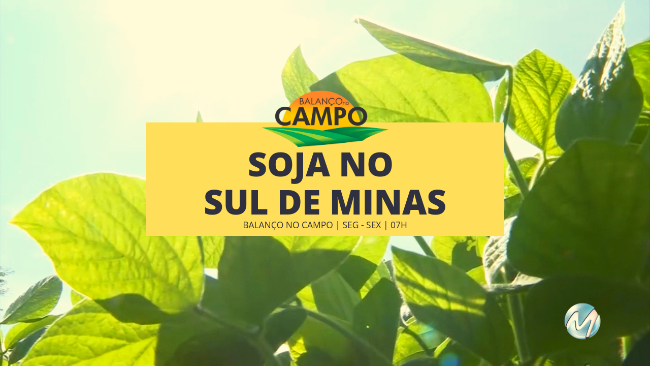 Plantio de soja no Sul de Minas