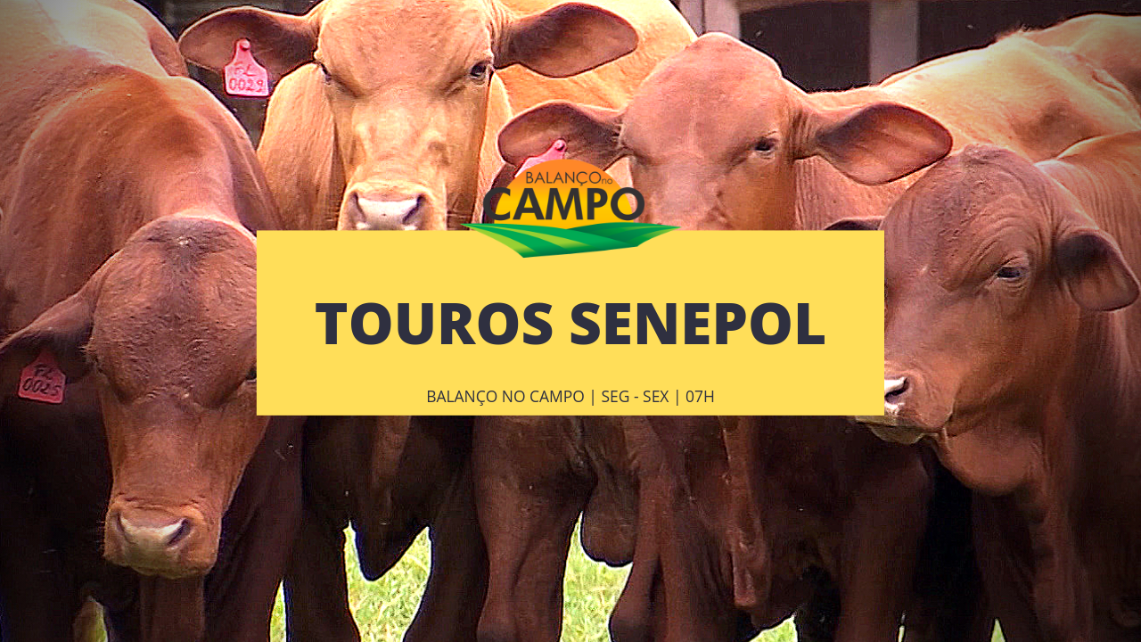 Senepol: Raça de touros que mais cresce no Brasil