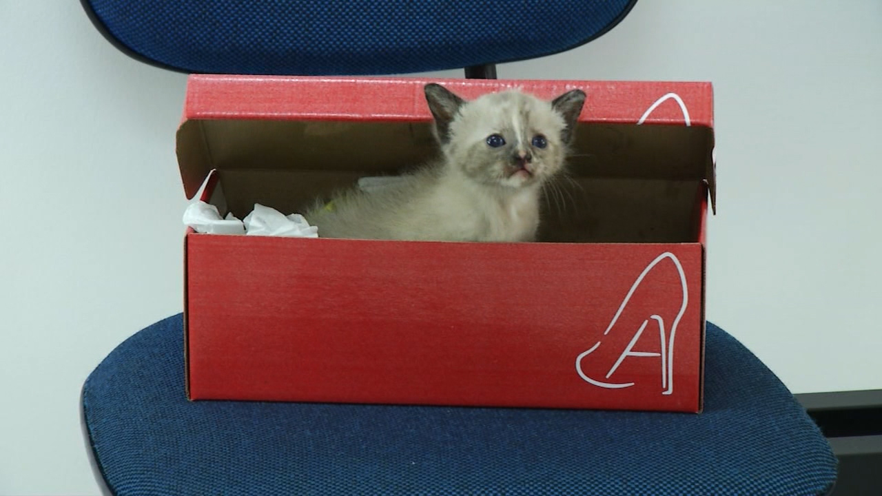 Suspeita de abandono: gato é deixado em loja