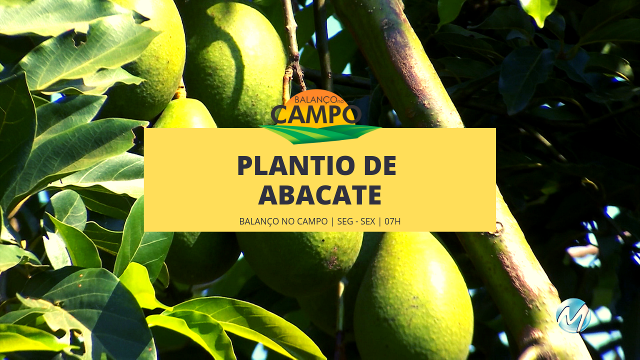 Plantio de abacate no Sul de Minas