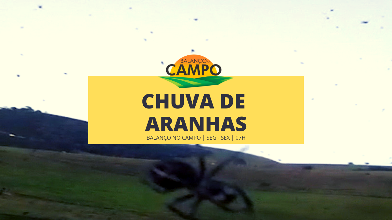 Fenômeno “Chuva de Aranhas” é registrado