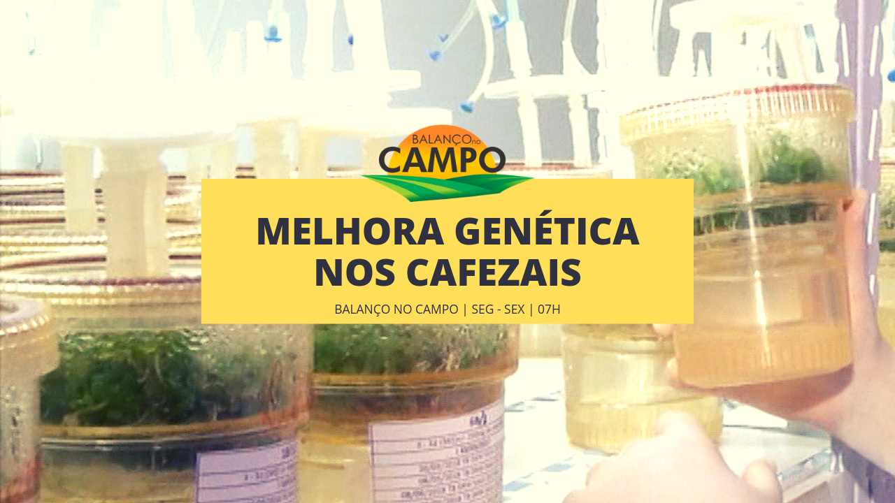 Laboratório pela melhora genética dos cafezais
