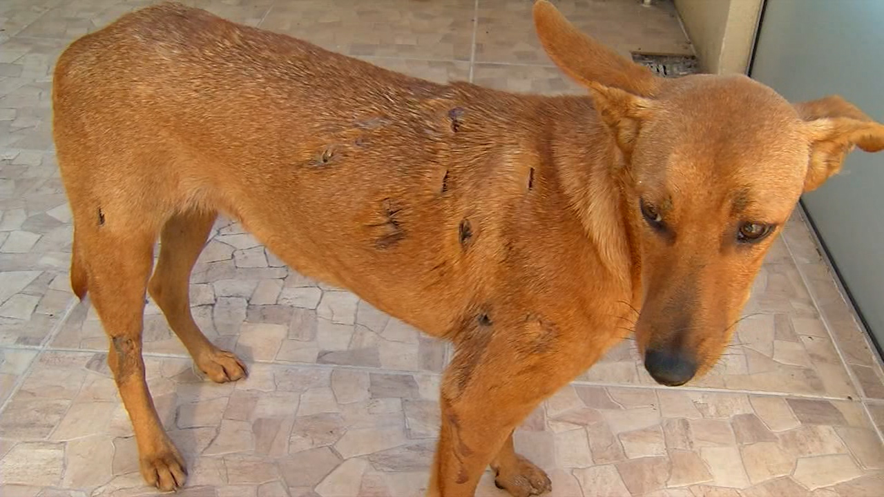 Covardia: cachorrinha é agredida com faca