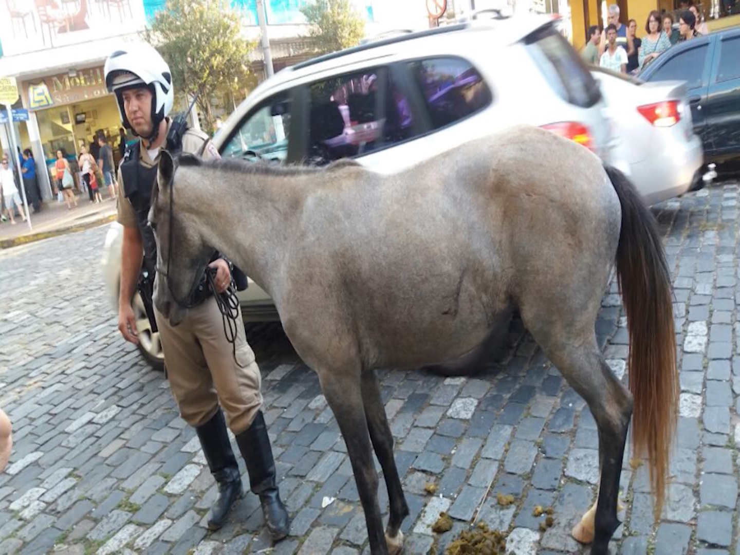 Cavalo doido: animal causou prejuízos durante uma fuga inusitada