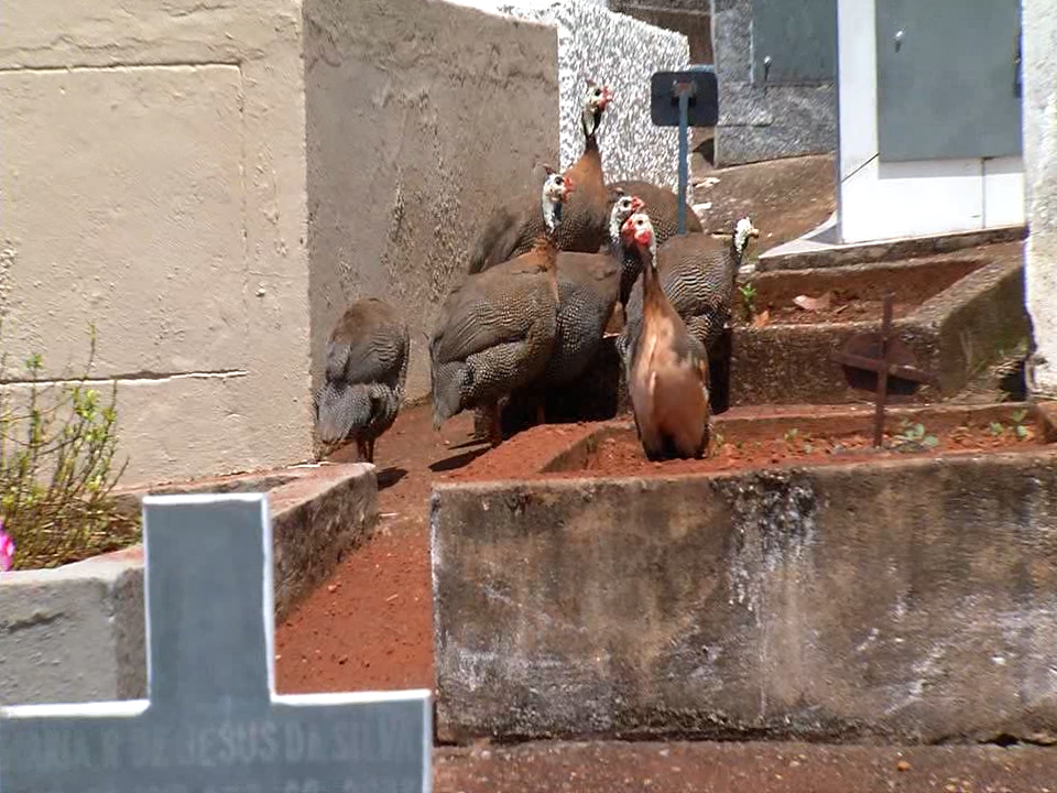 Prevenção: Galinhas dão fim a escorpiões