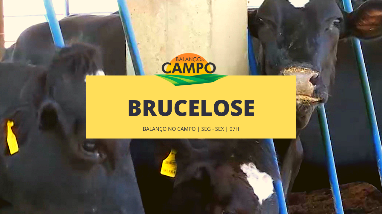 Cuidados para evitar a brucelose