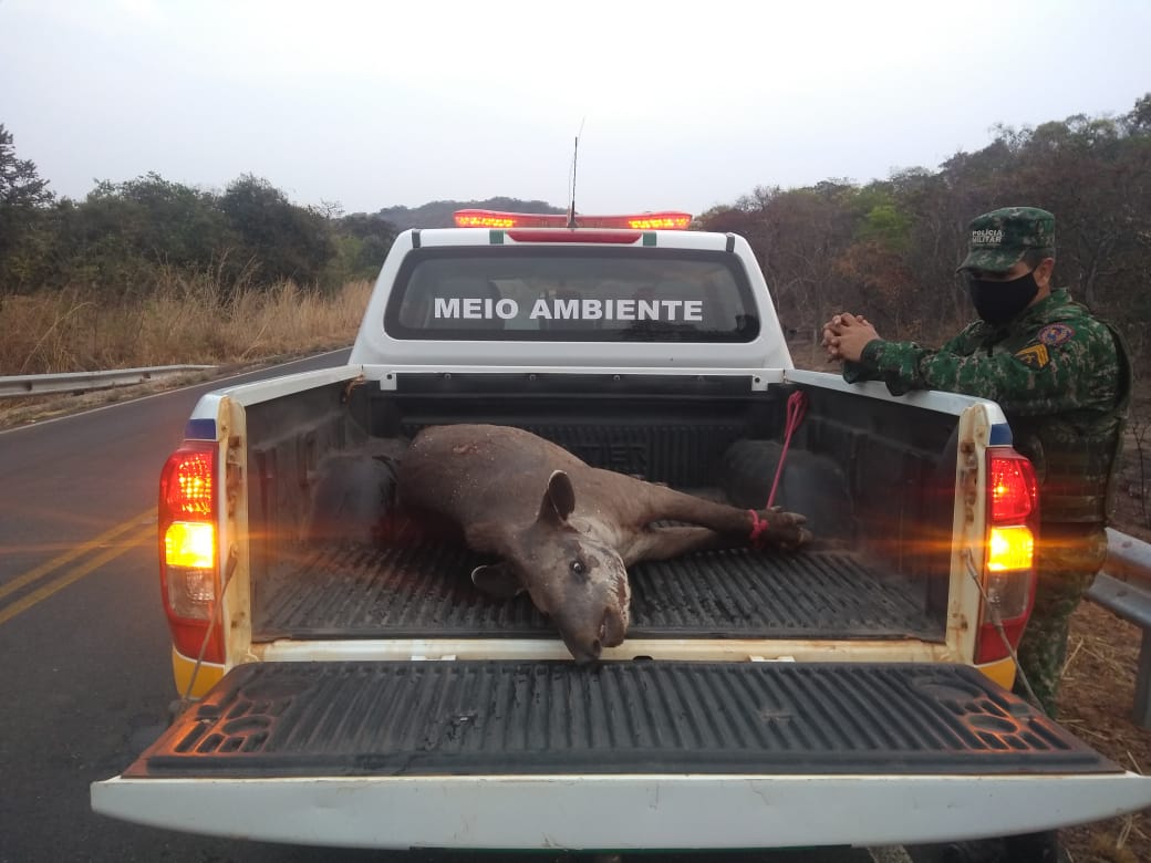 Anta é atropelada em rodovia perto da cidade de Natalândia