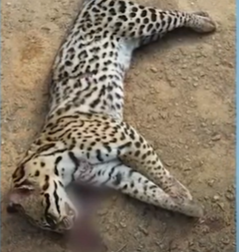 Jaguatirica é encontrada morta em avenida de Varginha