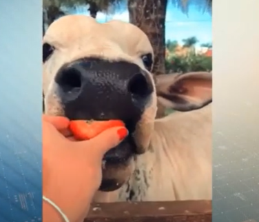 Conheça o Xerife: um boi de estimação que vive no quintal de uma casa