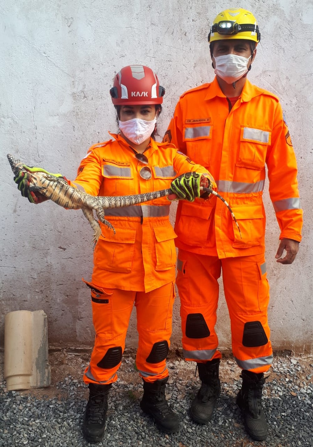 Animais são capturados pelos bombeiros no Norte de Minas