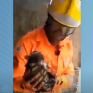 Poços de Caldas: bombeiros resgatam gato preso em encanamento