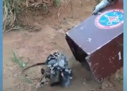 Família de gambás é resgatada pelos bombeiros em Poços de Caldas