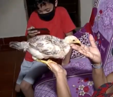 Galinha de estimação: A “Kiwi” anda até de coleira pelas ruas