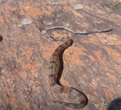 Norte de Minas: bombeiros capturam cobras