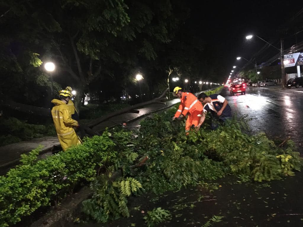 Chuva provoca queda de galhos e árvores na tarde desta quarta-feira em Poços de Caldas