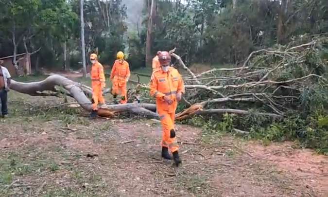 Eucalipto cai em cima de pernas de lenhador que cortava a árvore em São Lourenço, no Sul de Minas