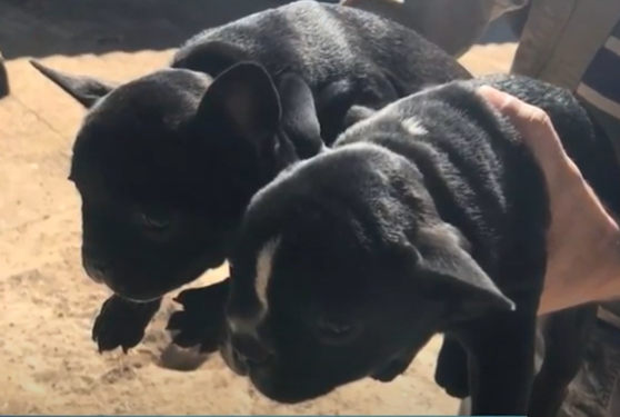 Varginha: cães são furtados de pátio de empresa e dono está indignado. Câmeras registraram ação