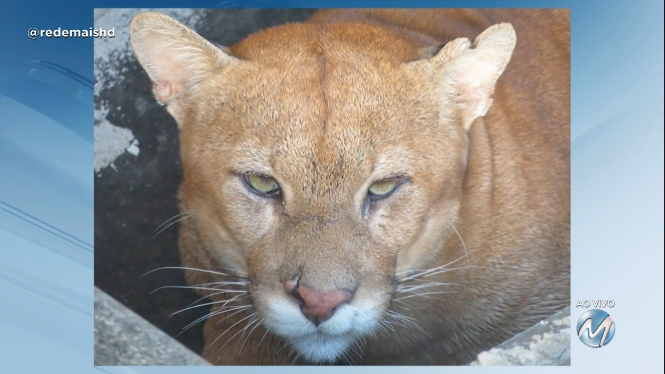 Susto: onça é capturada na porta de uma casa em Passos