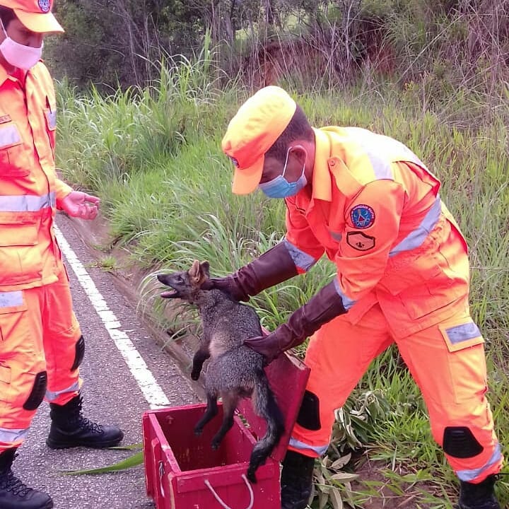 Lavras: bombeiros resgatam raposa atropelada