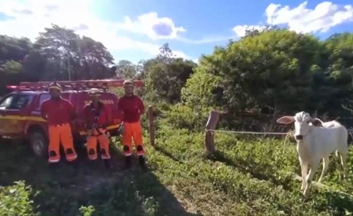 Cônego Marinho: novilha cai em cisterna e é resgatada pelos bombeiros