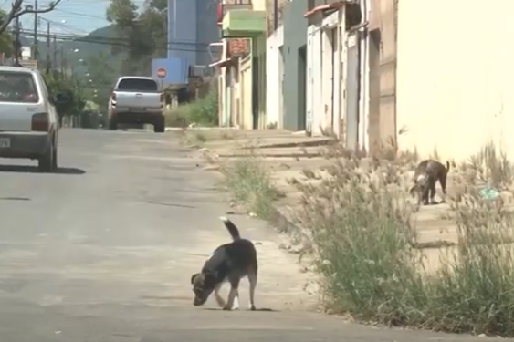 Atenção com a Leishmaniose: doença atinge animais e pessoas