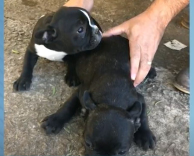 Polícia recupera cães furtados em empresa de Varginha após caso ser mostrado no Balanço Geral