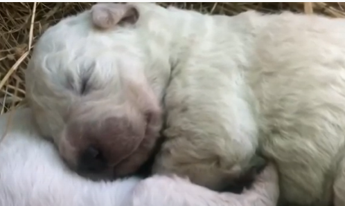Filhote de cachorro nasce com pelagem verde