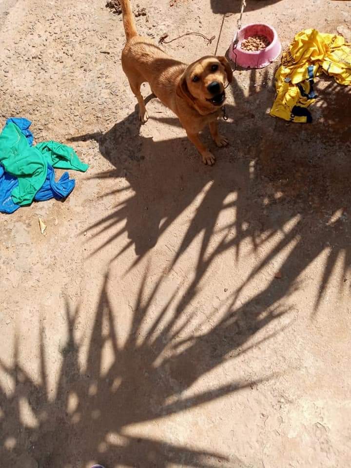 Varginha: Polícia Militar resgata cães que estariam sofrendo maus-tratos no bairro São Sebastião