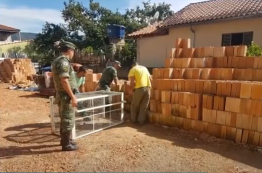 Itamonte: lobo-guará é capturado em construção